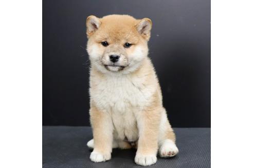 成約済の愛知県の柴犬-115595の2枚目